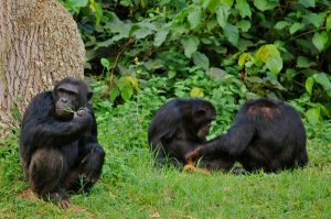 Ngamba island chimpanzee sanctuary - chimpanzees in Uganda